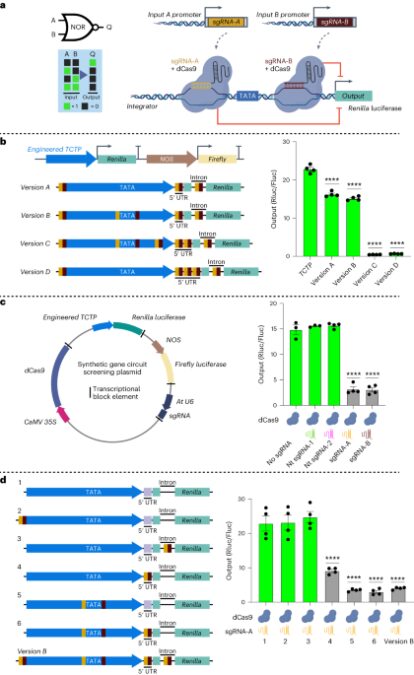 CRISPRi-basically based mostly entirely circuits to protect an eye on gene expression in vegetation