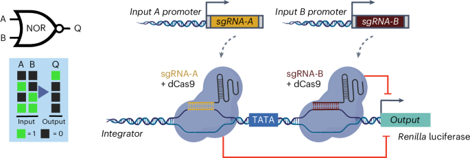Advancing programmable gene expression in plant life utilizing CRISPRi-based utterly Boolean gates
