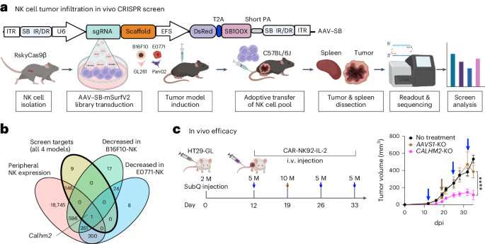 CRISPR screens of tumor-infiltrating NK cells identify genetic checkpoints for CAR-NK therapy