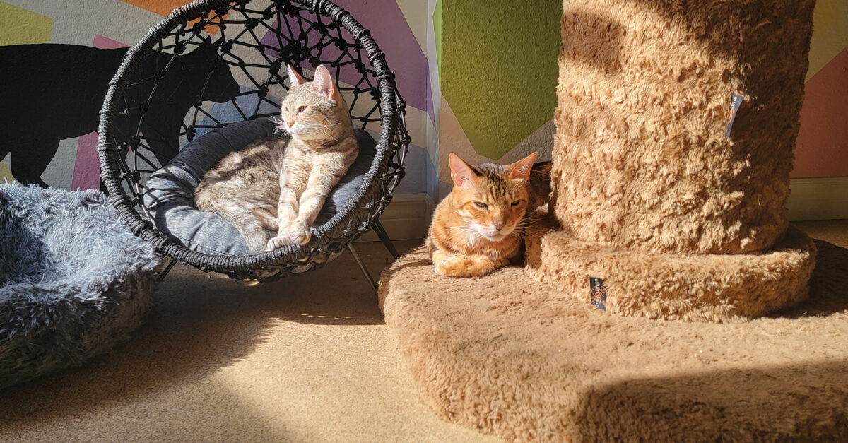 Curl Up at These Cat Cafés