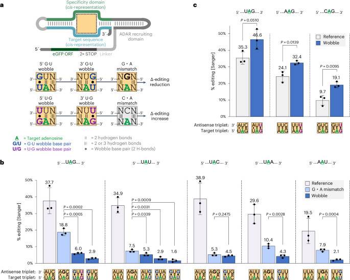 Precise in vivo RNA base editing with a wobble-enhanced circular CLUSTER guide RNA