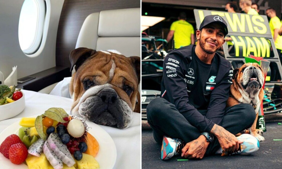 Lewis Hamilton: A vegan diet boosts Bulldog’s health