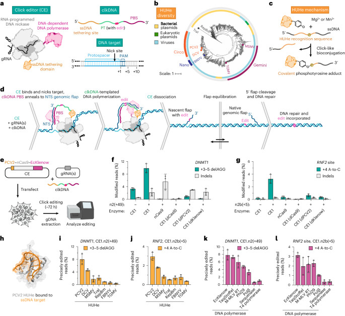 Click editing enables programmable genome writing using DNA polymerases and HUH endonucleases