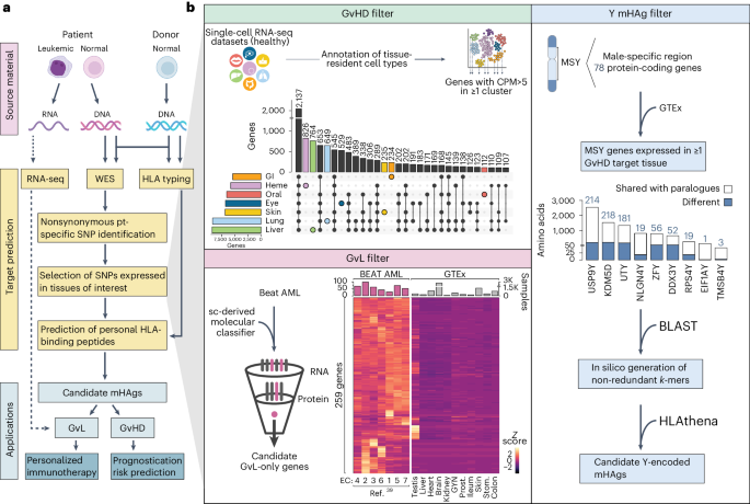 Systematic identification of minor histocompatibility antigens predicts outcomes of allogeneic hematopoietic cell transplantation