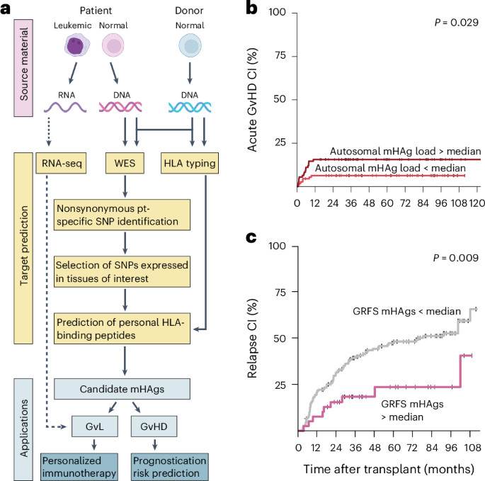 Framework for predicting alloreactivity in hematopoietic cell transplants