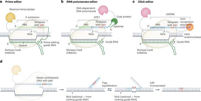 Genome editing with DNA-dependent polymerases