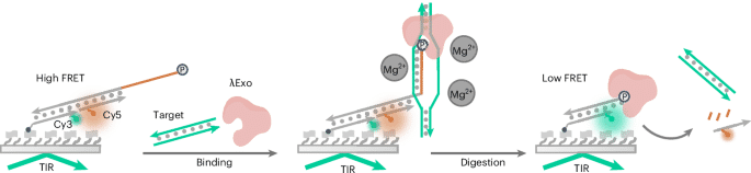 Targeting double-stranded nucleic acids using the λExo–pDNA system