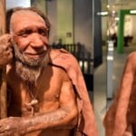 This aspect of Neanderthals’ lifestyle may have led to their extinction