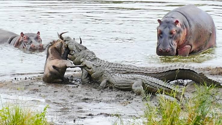 Nasarawa communities where humans live with hippopotamuses and crocodiles