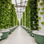 Saudi Arabia Launches 1st License for Aeroponics Agriculture in Middle East