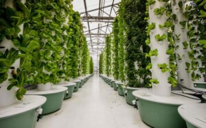 Saudi Arabia Launches 1st License for Aeroponics Agriculture in Middle East