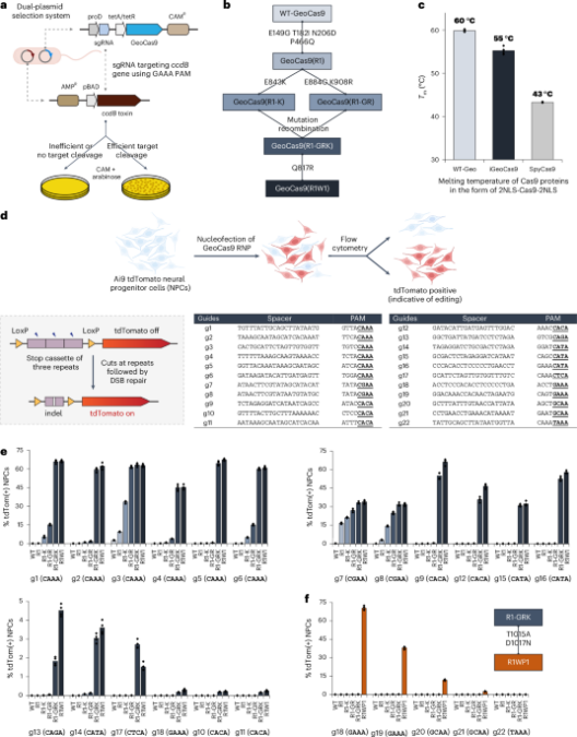 Lung and liver editing by lipid nanoparticle delivery of a stable CRISPR–Cas9 ribonucleoprotein