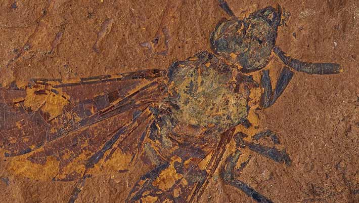 Sawfly Fossil from Miocene Period Discovered in Australia