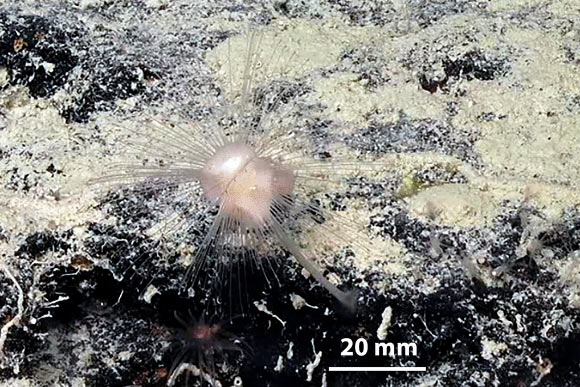 Six New Species of Carnivorous Sponges Discovered in Australian Waters