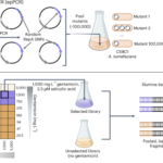 Binary vector copy number engineering improves -mediated transformation