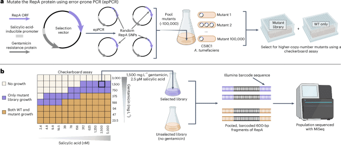 Binary vector copy number engineering improves -mediated transformation