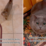 Woman Wants To Feed Her Petite Cat but the ‘Fat’ One Has Other Ideas