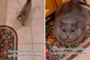 Woman Wants To Feed Her Petite Cat but the ‘Fat’ One Has Other Ideas