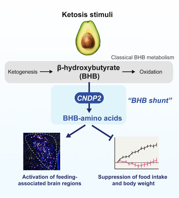 Metabolic Compound Found to Regulate Appetite and Body Weight