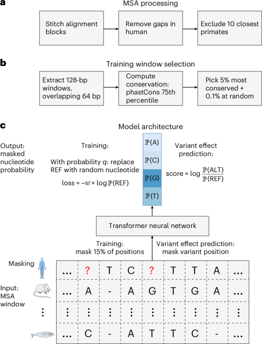 A DNA language model based on multispecies alignment predicts the effects of genome-wide variants