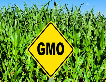 Addressing the facts about GMOs in Nigeria